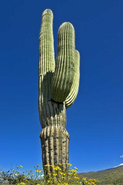 saguaro2.jpg